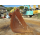 STANDARD_BUCKET