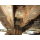 SUMITOMO SH75X-3B