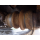 SUMITOMO SH200-2
