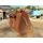 STANDARD_BUCKET